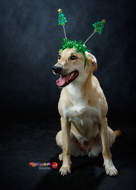 Студийная фотография смешной собаки с ободком на голове