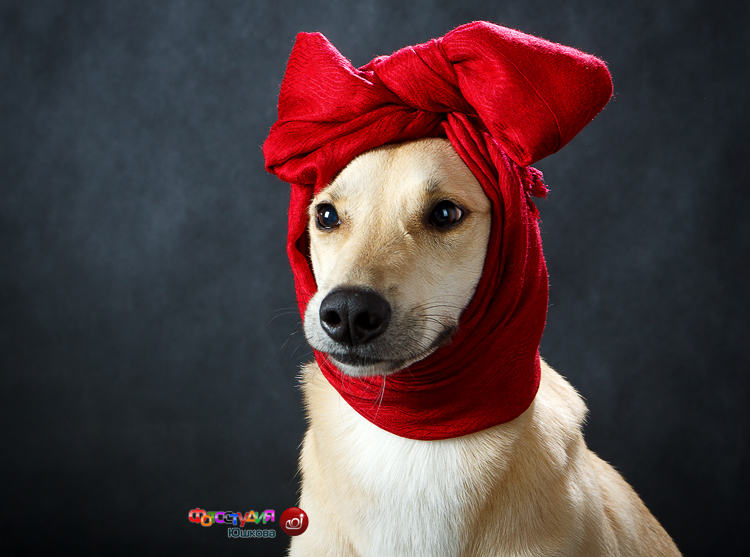 Студийная фотография смешной собаки с повязкой на голове